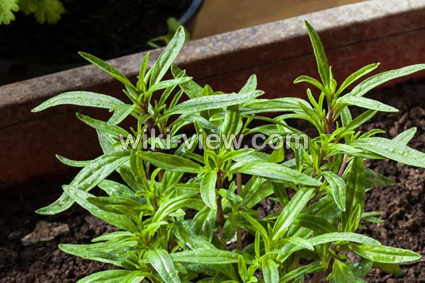 مرزه, خواص مرزه, مضرات مرزه, طبع مرزه, مرزه در بارداری, نام دیگر مرزه, تفاوت مرزه و ترخون مرزه, خواص مرزه, مضرات مرزه, طبع مرزه, مرزه در بارداری, نام دیگر مرزه, تفاوت مرزه و ترخون