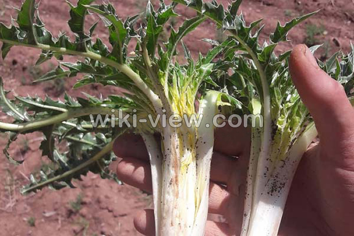 کنگر, عکس کنگر, خواص کنگر, مضرات کنگر, طبع کنگر در طب سنتی, خواص کنگر در بارداری, خواص کنگر برای لاغری, خواص عرق کنگر, خواص کنگر خشک شده, کنگر فرنگی, غذا با کنگر فرنگی, کنگر فرنگی را چگونه استفاده کنیم؟ کنگر, عکس کنگر, خواص کنگر, مضرات کنگر, طبع کنگر در طب سنتی, خواص کنگر در بارداری, خواص کنگر برای لاغری, خواص عرق کنگر, خواص کنگر خشک شده, کنگر فرنگی, غذا با کنگر فرنگی, کنگر فرنگی را چگونه استفاده کنیم؟