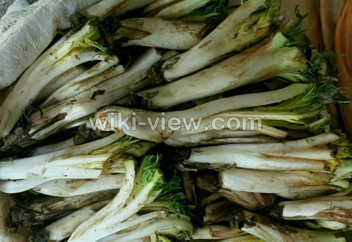 کنگر, عکس کنگر, خواص کنگر, مضرات کنگر, طبع کنگر در طب سنتی, خواص کنگر در بارداری, خواص کنگر برای لاغری, خواص عرق کنگر, خواص کنگر خشک شده, کنگر فرنگی, غذا با کنگر فرنگی, کنگر فرنگی را چگونه استفاده کنیم؟ کنگر, عکس کنگر, خواص کنگر, مضرات کنگر, طبع کنگر در طب سنتی, خواص کنگر در بارداری, خواص کنگر برای لاغری, خواص عرق کنگر, خواص کنگر خشک شده, کنگر فرنگی, غذا با کنگر فرنگی, کنگر فرنگی را چگونه استفاده کنیم؟