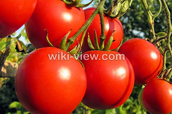 گوجه فرنگی, خواص گوجه فرنگی, مضرات گوجه فرنگی, طبع گوجه فرنگی, خواص گوجه فرنگی در بدنسازی, گوجه فرنگی در بارداری, گوجه فرنگی برای کلیه, خواص گوجه فرنگی برای قلب, خواص گوجه فرنگی در لاغری گوجه فرنگی, خواص گوجه فرنگی, مضرات گوجه فرنگی, طبع گوجه فرنگی, خواص گوجه فرنگی در بدنسازی, گوجه فرنگی در بارداری, گوجه فرنگی برای کلیه, خواص گوجه فرنگی برای قلب, خواص گوجه فرنگی در لاغری
