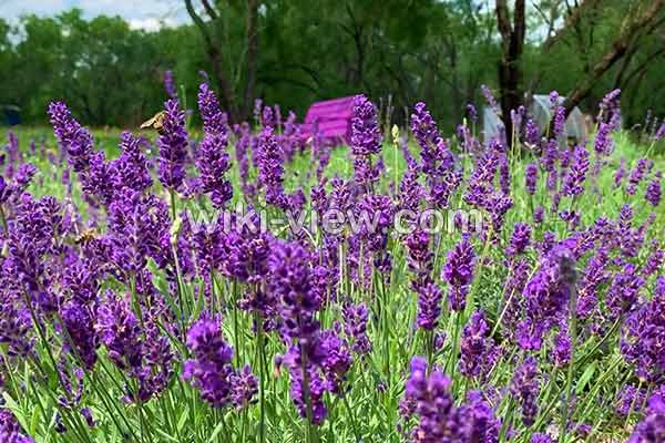اسطوخودوس, خواص اسطوخودوس, مضرات اسطوخودوس, طبع اسطوخودوس, طرز دم کردن اسطوخودوس, خواص اسطوخودوس برای مو, اسطوخودوس در بارداری, قطره اسطوخودوس, عصاره اسطوخودوس