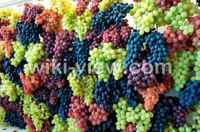 تعبیر خواب انگور نرسیده, تعبیر خواب انگور نارس, تعبیر خواب باغ انگور سبز, تعبیر خواب شاخه انگور, تعبیر خواب انگور برای زن باردار, تعبیر خواب انگور گندیده, تعبیر خواب انگور دزدیدن, تعبیر خواب انگور سبز برای زن باردار, تعبیر خواب خوردن انگور سبز, تعبیر خواب شاخه انگور, تعبیر خواب انگور خوردن, تعبیر خواب انگور خوردن زن باردار تعبیر خواب انگور نرسیده, تعبیر خواب انگور نارس, تعبیر خواب باغ انگور سبز, تعبیر خواب شاخه انگور, تعبیر خواب انگور برای زن باردار, تعبیر خواب انگور گندیده, تعبیر خواب انگور دزدیدن, تعبیر خواب انگور سبز برای زن باردار, تعبیر خواب خوردن انگور سبز, تعبیر خواب شاخه انگور, تعبیر خواب انگور خوردن, تعبیر خواب انگور خوردن زن باردار