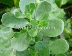 خرفه : خواص, مضرات و طبع خرفه / خرفه برای لاغری و بارداری / خواص تخم خرفه