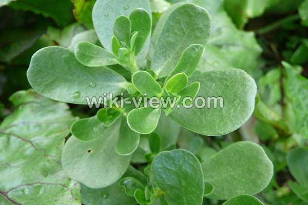 خرفه, خواص خرفه, مضرات خرفه, طبع خرفه, تخمه خرفه چیست, خواص تخم خرفه, خرفه برای لاغری, خرفه در بارداری خرفه, خواص خرفه, مضرات خرفه, طبع خرفه, تخمه خرفه چیست, خواص تخم خرفه, خرفه برای لاغری, خرفه در بارداری