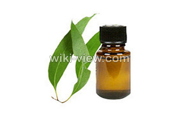 اکالیپتوس, خواص روغن اکالیپتوس, مضرات روغن اکالیپتوس, طبع روغن اکالیپتوس, خواص روغن اکالیپتوس برای ریش, روغن اکالیپتوس را از کجا تهیه کنیم, روغن اکالیپتوس برای شپش, فواید روغن اکالیپتوس برای پوست, خواص روغن اکالیپتوس برای مو, روغن اکالیپتوس برای سرماخوردگی و گرفتگی بینی اکالیپتوس, خواص روغن اکالیپتوس, مضرات روغن اکالیپتوس, طبع روغن اکالیپتوس, خواص روغن اکالیپتوس برای ریش, روغن اکالیپتوس را از کجا تهیه کنیم, روغن اکالیپتوس برای شپش, فواید روغن اکالیپتوس برای پوست, خواص روغن اکالیپتوس برای مو, روغن اکالیپتوس برای سرماخوردگی و گرفتگی بینی