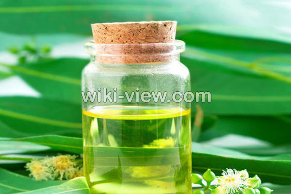 اکالیپتوس, خواص روغن اکالیپتوس, مضرات روغن اکالیپتوس, طبع روغن اکالیپتوس, خواص روغن اکالیپتوس برای ریش, روغن اکالیپتوس را از کجا تهیه کنیم, روغن اکالیپتوس برای شپش, فواید روغن اکالیپتوس برای پوست, خواص روغن اکالیپتوس برای مو, روغن اکالیپتوس برای سرماخوردگی و گرفتگی بینی اکالیپتوس, خواص روغن اکالیپتوس, مضرات روغن اکالیپتوس, طبع روغن اکالیپتوس, خواص روغن اکالیپتوس برای ریش, روغن اکالیپتوس را از کجا تهیه کنیم, روغن اکالیپتوس برای شپش, فواید روغن اکالیپتوس برای پوست, خواص روغن اکالیپتوس برای مو, روغن اکالیپتوس برای سرماخوردگی و گرفتگی بینی
