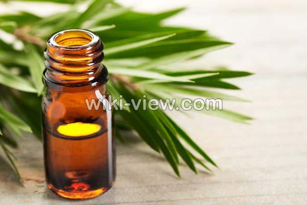 روغن درخت چای, خواص روغن درخت چای, مضرات روغن درخت چای, طبع روغن درخت چای, خواص روغن درخت چای برای جوش, خواص روغن درخت چای برای پوست, خواص روغن درخت چای برای مو, طرز استفاده روغن درخت چای برای جوش, ماسک روغن درخت چای, تشخیص روغن درخت چای اصل روغن درخت چای, خواص روغن درخت چای, مضرات روغن درخت چای, طبع روغن درخت چای, خواص روغن درخت چای برای جوش, خواص روغن درخت چای برای پوست, خواص روغن درخت چای برای مو, طرز استفاده روغن درخت چای برای جوش, ماسک روغن درخت چای, تشخیص روغن درخت چای اصل