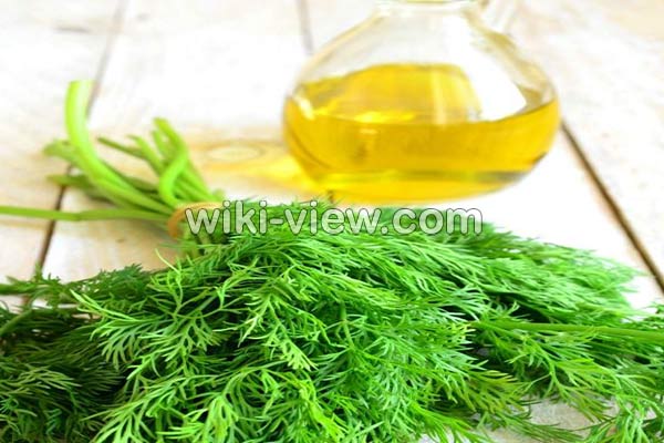 روغن شوید, خواص روغن شوید, مضرات روغن شوید, طبع روغن شوید, خواص روغن شوید در طب سنتی, خواص روغن شوید برای پوست صورت روغن شوید, خواص روغن شوید, مضرات روغن شوید, طبع روغن شوید, خواص روغن شوید در طب سنتی, خواص روغن شوید برای پوست صورت