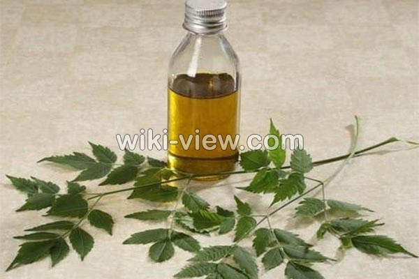 روغن چریش, خواص روغن چریش, مضرات روغن چریش, طبع روغن چریش, خواص روغن چریش برای مو, خواص روغن چریش برای پوست, روغن چریش در ناف, روغن چریش برای بواسیر, روغن چریش برای شپش, روغن درخت چریش را از کجا تهیه کنیم روغن چریش, خواص روغن چریش, مضرات روغن چریش, طبع روغن چریش, خواص روغن چریش برای مو, خواص روغن چریش برای پوست, روغن چریش در ناف, روغن چریش برای بواسیر, روغن چریش برای شپش, روغن درخت چریش را از کجا تهیه کنیم