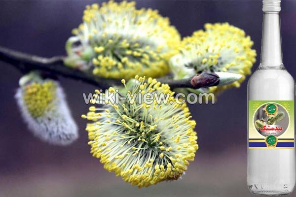 عرق بیدمشک, خواص عرق بیدمشک, مضرات عرق بیدمشک, طبع عرق بیدمشک, طریقه مصرف عرق بیدمشک, خواص عرق بیدمشک و گلاب, عرق بیدمشک را کی بخوریم, عرق بیدمشک و تپش قلب, عرق بیدمشک برای جوش, عرق بیدمشک در شیردهی, خواص عرق بیدمشک در بارداری عرق بیدمشک, خواص عرق بیدمشک, مضرات عرق بیدمشک, طبع عرق بیدمشک, طریقه مصرف عرق بیدمشک, خواص عرق بیدمشک و گلاب, عرق بیدمشک را کی بخوریم, عرق بیدمشک و تپش قلب, عرق بیدمشک برای جوش, عرق بیدمشک در شیردهی, خواص عرق بیدمشک در بارداری