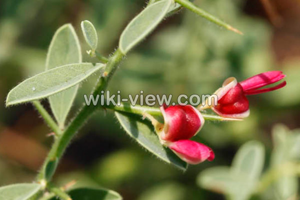 عرق خارشتر, خواص عرق خارشتر, مضرات عرق خارشتر, طبع عرق خارشتر, عرق خارشتر برای لاغری, خواص عرق خارشتر و خارخاسک, عرق خارشتر برای عفونت, موارد منع مصرف عرق خارشتر, طریقه مصرف عرق خارشتر برای دفع سنگ کلیه, خواص عرق خارشتر برای عفونت واژن, خواص عرق خارشتر برای کبد عرق خارشتر, خواص عرق خارشتر, مضرات عرق خارشتر, طبع عرق خارشتر, عرق خارشتر برای لاغری, خواص عرق خارشتر و خارخاسک, عرق خارشتر برای عفونت, موارد منع مصرف عرق خارشتر, طریقه مصرف عرق خارشتر برای دفع سنگ کلیه, خواص عرق خارشتر برای عفونت واژن, خواص عرق خارشتر برای کبد