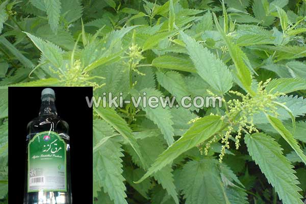 عرق گزنه, خواص عرق گزنه, مضرات عرق گزنه, طبع عرق گزنه, خواص عرق گزنه برای قاعدگی, خواص عرق گزنه برای پروستات, خواص عرق گزنه برای لاغری, خواص عرق گزنه برای قند, طریقه مصرف عرق گزنه برای پروستات عرق گزنه, خواص عرق گزنه, مضرات عرق گزنه, طبع عرق گزنه, خواص عرق گزنه برای قاعدگی, خواص عرق گزنه برای پروستات, خواص عرق گزنه برای لاغری, خواص عرق گزنه برای قند, طریقه مصرف عرق گزنه برای پروستات