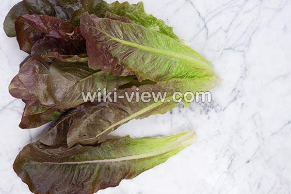 کاهو, خواص کاهو, مضرات کاهو, طبع کاهو, کاهو در بارداری, خواص کاهو در لاغری, خواص کاهو برای کبد چرب, خواص کاهو فرانسوی, خواص کاهو چینی کاهو, خواص کاهو, مضرات کاهو, طبع کاهو, کاهو در بارداری, خواص کاهو در لاغری, خواص کاهو برای کبد چرب, خواص کاهو فرانسوی, خواص کاهو چینی