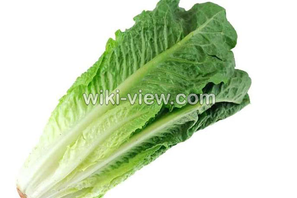کاهو, خواص کاهو, مضرات کاهو, طبع کاهو, کاهو در بارداری, خواص کاهو در لاغری, خواص کاهو برای کبد چرب, خواص کاهو فرانسوی, خواص کاهو چینی کاهو, خواص کاهو, مضرات کاهو, طبع کاهو, کاهو در بارداری, خواص کاهو در لاغری, خواص کاهو برای کبد چرب, خواص کاهو فرانسوی, خواص کاهو چینی