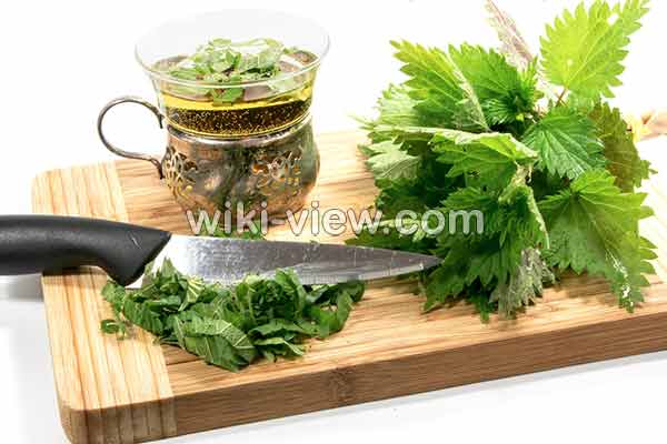 گزنه, خواص گزنه, مضرات گزنه, طبع گزنه, گزنه در بارداری, درمان گزنه زدگی, خواص گزنه برای مو, خواص گزنه لاغری, خواص گزنه برای رحم, گزنه و فشار خون, گزنه و پروستات, گزنه و قند خون, گزنه و کم خونی گزنه, خواص گزنه, مضرات گزنه, طبع گزنه, گزنه در بارداری, درمان گزنه زدگی, خواص گزنه برای مو, خواص گزنه لاغری, خواص گزنه برای رحم, گزنه و فشار خون, گزنه و پروستات, گزنه و قند خون, گزنه و کم خونی