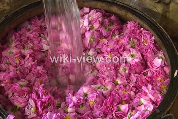 گلاب, خواص گلاب, مضرات گلاب, طبع گلاب سرد یا گرم, خواص گلاب برای پوست, خواص گلاب برای مو, خواص گلاب برای لاغری, خواص گلاب برای یبوست, خواص گلاب برای رحم, خواص گلاب برای اعصاب, خواص گلاب برای استرس, خواص گلاب در بارداری گلاب, خواص گلاب, مضرات گلاب, طبع گلاب سرد یا گرم, خواص گلاب برای پوست, خواص گلاب برای مو, خواص گلاب برای لاغری, خواص گلاب برای یبوست, خواص گلاب برای رحم, خواص گلاب برای اعصاب, خواص گلاب برای استرس, خواص گلاب در بارداری