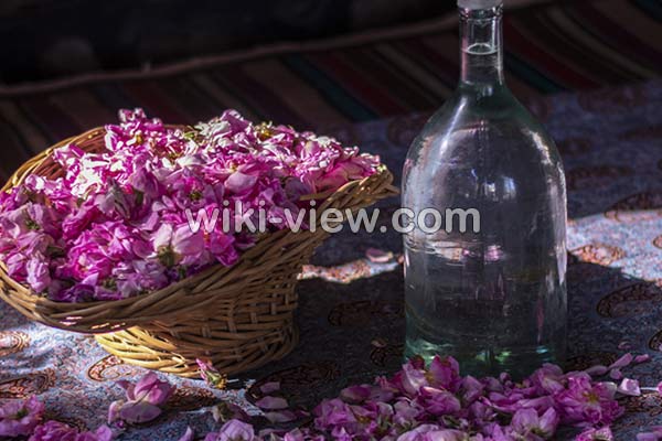 گلاب, خواص گلاب, مضرات گلاب, طبع گلاب سرد یا گرم, خواص گلاب برای پوست, خواص گلاب برای مو, خواص گلاب برای لاغری, خواص گلاب برای یبوست, خواص گلاب برای رحم, خواص گلاب برای اعصاب, خواص گلاب برای استرس, خواص گلاب در بارداری گلاب, خواص گلاب, مضرات گلاب, طبع گلاب سرد یا گرم, خواص گلاب برای پوست, خواص گلاب برای مو, خواص گلاب برای لاغری, خواص گلاب برای یبوست, خواص گلاب برای رحم, خواص گلاب برای اعصاب, خواص گلاب برای استرس, خواص گلاب در بارداری