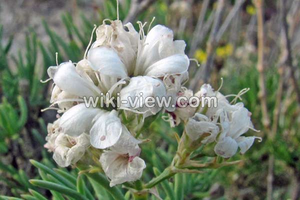 روغن کندش, خواص روغن کندش, مضرات روغن کندش, طبع روغن کندش, خواص روغن کندش برای پوست, خواص روغن کندش برای مو, روغن کندش برای مژه, روغن کندش برای ابرو, روغن کندش برای ریش, روش تشخیص روغن کندش اصل, طرز تهیه روغن کندش در خانه روغن کندش, خواص روغن کندش, مضرات روغن کندش, طبع روغن کندش, خواص روغن کندش برای پوست, خواص روغن کندش برای مو, روغن کندش برای مژه, روغن کندش برای ابرو, روغن کندش برای ریش, روش تشخیص روغن کندش اصل, طرز تهیه روغن کندش در خانه