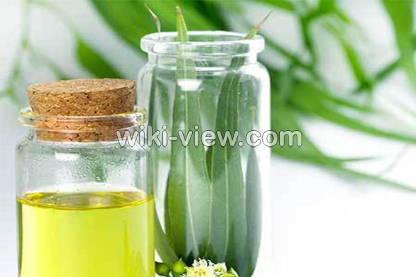 اکالیپتوس, خواص روغن اکالیپتوس, مضرات روغن اکالیپتوس, طبع روغن اکالیپتوس, خواص روغن اکالیپتوس برای ریش, روغن اکالیپتوس را از کجا تهیه کنیم, روغن اکالیپتوس برای شپش, فواید روغن اکالیپتوس برای پوست, خواص روغن اکالیپتوس برای مو, روغن اکالیپتوس برای سرماخوردگی و گرفتگی بینی اکالیپتوس, خواص روغن اکالیپتوس, مضرات روغن اکالیپتوس, طبع روغن اکالیپتوس, خواص روغن اکالیپتوس برای ریش, روغن اکالیپتوس را از کجا تهیه کنیم, روغن اکالیپتوس برای شپش, فواید روغن اکالیپتوس برای پوست, خواص روغن اکالیپتوس برای مو, روغن اکالیپتوس برای سرماخوردگی و گرفتگی بینی