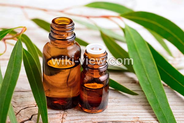 اکالیپتوس, خواص روغن اکالیپتوس, مضرات روغن اکالیپتوس, طبع روغن اکالیپتوس, خواص روغن اکالیپتوس برای ریش, روغن اکالیپتوس را از کجا تهیه کنیم, روغن اکالیپتوس برای شپش, فواید روغن اکالیپتوس برای پوست, خواص روغن اکالیپتوس برای مو, روغن اکالیپتوس برای سرماخوردگی و گرفتگی بینی اکالیپتوس, خواص روغن اکالیپتوس, مضرات روغن اکالیپتوس, طبع روغن اکالیپتوس, خواص روغن اکالیپتوس برای ریش, روغن اکالیپتوس را از کجا تهیه کنیم, روغن اکالیپتوس برای شپش, فواید روغن اکالیپتوس برای پوست, خواص روغن اکالیپتوس برای مو, روغن اکالیپتوس برای سرماخوردگی و گرفتگی بینی