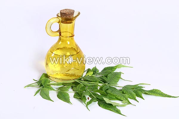 روغن چریش, خواص روغن چریش, مضرات روغن چریش, طبع روغن چریش, خواص روغن چریش برای مو, خواص روغن چریش برای پوست, روغن چریش در ناف, روغن چریش برای بواسیر, روغن چریش برای شپش, روغن درخت چریش را از کجا تهیه کنیم روغن چریش, خواص روغن چریش, مضرات روغن چریش, طبع روغن چریش, خواص روغن چریش برای مو, خواص روغن چریش برای پوست, روغن چریش در ناف, روغن چریش برای بواسیر, روغن چریش برای شپش, روغن درخت چریش را از کجا تهیه کنیم