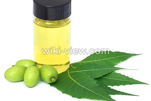 روغن چریش, خواص روغن چریش, مضرات روغن چریش, طبع روغن چریش, خواص روغن چریش برای مو, خواص روغن چریش برای پوست, روغن چریش در ناف, روغن چریش برای بواسیر, روغن چریش برای شپش, روغن درخت چریش را از کجا تهیه کنیم روغن چریش, خواص روغن چریش, مضرات روغن چریش, طبع روغن چریش, خواص روغن چریش برای مو, خواص روغن چریش برای پوست, روغن چریش در ناف, روغن چریش برای بواسیر, روغن چریش برای شپش, روغن درخت چریش را از کجا تهیه کنیم
