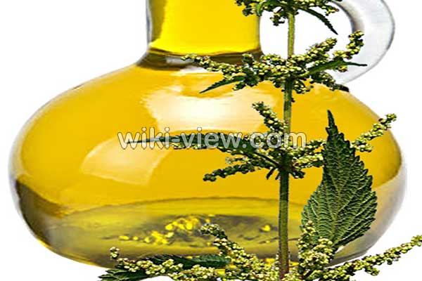 روغن گزنه, خواص روغن گزنه, مضرات روغن گزنه, طبع روغن گزنه, روغن گزنه برای مو, روغن گزنه برای پولیپ بینی, روغن گزنه برای ریش روغن گزنه, خواص روغن گزنه, مضرات روغن گزنه, طبع روغن گزنه, روغن گزنه برای مو, روغن گزنه برای پولیپ بینی, روغن گزنه برای ریش