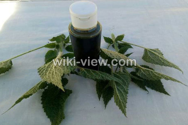 روغن گزنه, خواص روغن گزنه, مضرات روغن گزنه, طبع روغن گزنه, روغن گزنه برای مو, روغن گزنه برای پولیپ بینی, روغن گزنه برای ریش روغن گزنه, خواص روغن گزنه, مضرات روغن گزنه, طبع روغن گزنه, روغن گزنه برای مو, روغن گزنه برای پولیپ بینی, روغن گزنه برای ریش