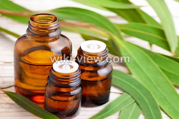 اکالیپتوس, خواص روغن اکالیپتوس, مضرات روغن اکالیپتوس, طبع روغن اکالیپتوس, خواص روغن اکالیپتوس برای ریش, روغن اکالیپتوس را از کجا تهیه کنیم, روغن اکالیپتوس برای شپش, فواید روغن اکالیپتوس برای پوست, خواص روغن اکالیپتوس برای مو, روغن اکالیپتوس برای سرماخوردگی و گرفتگی بینی اکالیپتوس, خواص روغن اکالیپتوس, مضرات روغن اکالیپتوس, طبع روغن اکالیپتوس, خواص روغن اکالیپتوس برای ریش, روغن اکالیپتوس را از کجا تهیه کنیم, روغن اکالیپتوس برای شپش, فواید روغن اکالیپتوس برای پوست, خواص روغن اکالیپتوس برای مو, روغن اکالیپتوس برای سرماخوردگی و گرفتگی بینی