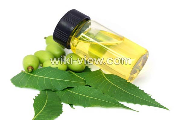 روغن چریش, خواص روغن چریش, مضرات روغن چریش, طبع روغن چریش, خواص روغن چریش برای مو, خواص روغن چریش برای پوست, روغن چریش در ناف, روغن چریش برای بواسیر, روغن چریش برای شپش, روغن درخت چریش را از کجا تهیه کنیم روغن چریش, خواص روغن چریش, مضرات روغن چریش, طبع روغن چریش, خواص روغن چریش برای مو, خواص روغن چریش برای پوست, روغن چریش در ناف, روغن چریش برای بواسیر, روغن چریش برای شپش, روغن درخت چریش را از کجا تهیه کنیم