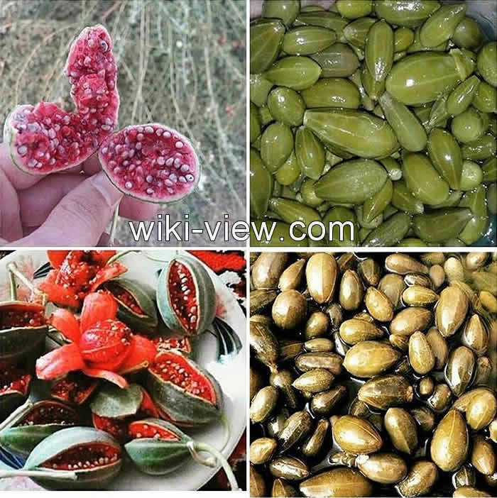 هندوانه کوهی, هندوانه وحشی کوهی, خواص هندوانه کوهی, مضرات هندوانه کوهی, طبع هندوانه کوهی, مربای هندوانه کوهی, هندوانه کوهی را چگونه مصرف کنیم, ترشی هندوانه کوهی چگونه است, هندوانه کوهی برای لاغری, عرق هندوانه کوهی برای بواسیر, قیمت هندوانه کوهی هندوانه کوهی, هندوانه وحشی کوهی, خواص هندوانه کوهی, مضرات هندوانه کوهی, طبع هندوانه کوهی, مربای هندوانه کوهی, هندوانه کوهی را چگونه مصرف کنیم, ترشی هندوانه کوهی چگونه است, هندوانه کوهی برای لاغری, عرق هندوانه کوهی برای بواسیر, قیمت هندوانه کوهی