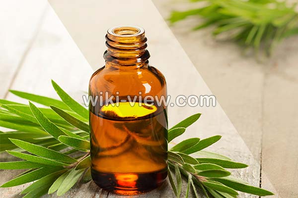 روغن درخت چای, خواص روغن درخت چای, مضرات روغن درخت چای, طبع روغن درخت چای, خواص روغن درخت چای برای جوش, خواص روغن درخت چای برای پوست, خواص روغن درخت چای برای مو, طرز استفاده روغن درخت چای برای جوش, ماسک روغن درخت چای, تشخیص روغن درخت چای اصل روغن درخت چای, خواص روغن درخت چای, مضرات روغن درخت چای, طبع روغن درخت چای, خواص روغن درخت چای برای جوش, خواص روغن درخت چای برای پوست, خواص روغن درخت چای برای مو, طرز استفاده روغن درخت چای برای جوش, ماسک روغن درخت چای, تشخیص روغن درخت چای اصل