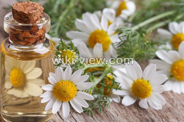 عرق بابونه, عرق بابونه برای چی خوبه, خواص عرق بابونه, مضرات عرق بابونه, طبع عرق بابونه, طریقه مصرف عرق بابونه, عرق بابونه برای چاقی, عرق بابونه برای مو, خواص عرق بابونه برای معده, خواص عرق بابونه برای پوست صورت, عرق بابونه برای کودکان عرق بابونه, عرق بابونه برای چی خوبه, خواص عرق بابونه, مضرات عرق بابونه, طبع عرق بابونه, طریقه مصرف عرق بابونه, عرق بابونه برای چاقی, عرق بابونه برای مو, خواص عرق بابونه برای معده, خواص عرق بابونه برای پوست صورت, عرق بابونه برای کودکان