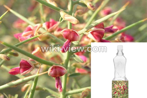 عرق خارشتر, خواص عرق خارشتر, مضرات عرق خارشتر, طبع عرق خارشتر, عرق خارشتر برای لاغری, خواص عرق خارشتر و خارخاسک, عرق خارشتر برای عفونت, موارد منع مصرف عرق خارشتر, طریقه مصرف عرق خارشتر برای دفع سنگ کلیه, خواص عرق خارشتر برای عفونت واژن, خواص عرق خارشتر برای کبد عرق خارشتر, خواص عرق خارشتر, مضرات عرق خارشتر, طبع عرق خارشتر, عرق خارشتر برای لاغری, خواص عرق خارشتر و خارخاسک, عرق خارشتر برای عفونت, موارد منع مصرف عرق خارشتر, طریقه مصرف عرق خارشتر برای دفع سنگ کلیه, خواص عرق خارشتر برای عفونت واژن, خواص عرق خارشتر برای کبد