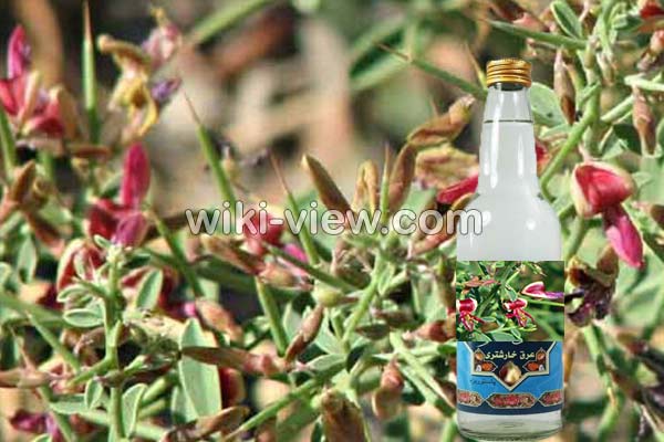 عرق خارشتر, خواص عرق خارشتر, مضرات عرق خارشتر, طبع عرق خارشتر, عرق خارشتر برای لاغری, خواص عرق خارشتر و خارخاسک, عرق خارشتر برای عفونت, موارد منع مصرف عرق خارشتر, طریقه مصرف عرق خارشتر برای دفع سنگ کلیه, خواص عرق خارشتر برای عفونت واژن, خواص عرق خارشتر برای کبد عرق خارشتر, خواص عرق خارشتر, مضرات عرق خارشتر, طبع عرق خارشتر, عرق خارشتر برای لاغری, خواص عرق خارشتر و خارخاسک, عرق خارشتر برای عفونت, موارد منع مصرف عرق خارشتر, طریقه مصرف عرق خارشتر برای دفع سنگ کلیه, خواص عرق خارشتر برای عفونت واژن, خواص عرق خارشتر برای کبد