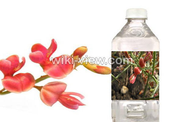 عرق خارشتر, خواص عرق خارشتر, مضرات عرق خارشتر, طبع عرق خارشتر, عرق خارشتر برای لاغری, خواص عرق خارشتر و خارخاسک, عرق خارشتر برای عفونت, موارد منع مصرف عرق خارشتر, طریقه مصرف عرق خارشتر برای دفع سنگ کلیه, خواص عرق خارشتر برای عفونت واژن, خواص عرق خارشتر برای کبد عرق خارشتر, خواص عرق خارشتر, مضرات عرق خارشتر, طبع عرق خارشتر, عرق خارشتر برای لاغری, خواص عرق خارشتر و خارخاسک, عرق خارشتر برای عفونت, موارد منع مصرف عرق خارشتر, طریقه مصرف عرق خارشتر برای دفع سنگ کلیه, خواص عرق خارشتر برای عفونت واژن, خواص عرق خارشتر برای کبد