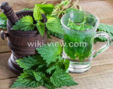 عرق گزنه : خواص, مضرات و طبع عرق گزنه / خواص عرق گزنه برای پروستات