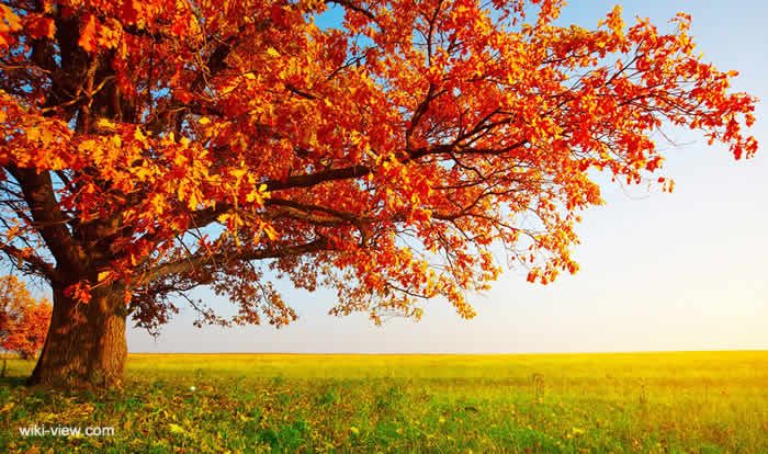 عکاسی از پاییز, عکس از پاییز, عکاسی از رنگ های پاییزی, عکس از برگ های پاییزی, عکس از مناظر پاییزی, عکس پاییزی بارانی, عکس پاییزی دو نفره, عکس پاییز با کیفیت عکس از پاییز, عکس از مناظر پاییزی, عکس پاییز با کیفیت, عکس پروفایل, عکس پروفایل پاییزی۲۰