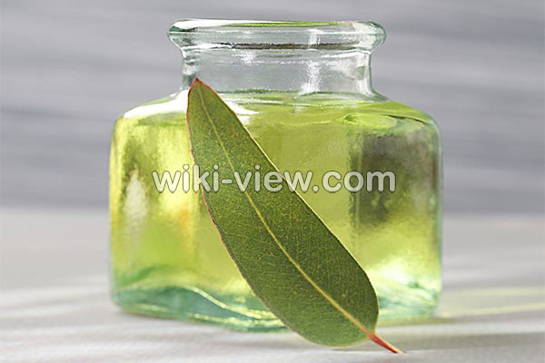 اکالیپتوس, خواص روغن اکالیپتوس, مضرات روغن اکالیپتوس, طبع روغن اکالیپتوس, خواص روغن اکالیپتوس برای ریش, روغن اکالیپتوس را از کجا تهیه کنیم, روغن اکالیپتوس برای شپش, فواید روغن اکالیپتوس برای پوست, خواص روغن اکالیپتوس برای مو, روغن اکالیپتوس برای سرماخوردگی و گرفتگی بینی اکالیپتوس, خواص روغن اکالیپتوس, مضرات روغن اکالیپتوس, طبع روغن اکالیپتوس, خواص روغن اکالیپتوس برای ریش, روغن اکالیپتوس را از کجا تهیه کنیم, روغن اکالیپتوس برای شپش, فواید روغن اکالیپتوس برای پوست, خواص روغن اکالیپتوس برای مو, روغن اکالیپتوس برای سرماخوردگی و گرفتگی بینی