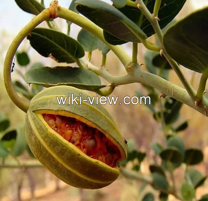 هندوانه کوهی, هندوانه وحشی کوهی, خواص هندوانه کوهی, مضرات هندوانه کوهی, طبع هندوانه کوهی, مربای هندوانه کوهی, هندوانه کوهی را چگونه مصرف کنیم, ترشی هندوانه کوهی چگونه است, هندوانه کوهی برای لاغری, عرق هندوانه کوهی برای بواسیر, قیمت هندوانه کوهی هندوانه کوهی, هندوانه وحشی کوهی, خواص هندوانه کوهی, مضرات هندوانه کوهی, طبع هندوانه کوهی, مربای هندوانه کوهی, هندوانه کوهی را چگونه مصرف کنیم, ترشی هندوانه کوهی چگونه است, هندوانه کوهی برای لاغری, عرق هندوانه کوهی برای بواسیر, قیمت هندوانه کوهی