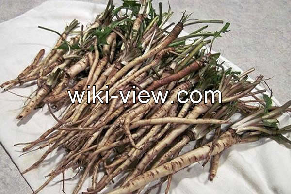 ریشه قاصدک, ریشه قاصدک برای چی خوبه, مضرات ریشه قاصدک, ریشه قاصدک برای لاغری, چای ریشه قاصدک برای چی خوبه, ریشه قاصدک برای چاقی, ریشه قاصدک و سرطان, تنتور ریشه قاصدک, مصرف ریشه قاصدک در بارداری ریشه قاصدک, ریشه قاصدک برای چی خوبه, مضرات ریشه قاصدک, ریشه قاصدک برای لاغری, چای ریشه قاصدک برای چی خوبه, ریشه قاصدک برای چاقی, ریشه قاصدک و سرطان, تنتور ریشه قاصدک, مصرف ریشه قاصدک در بارداری