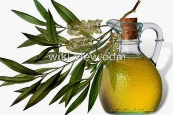 اکالیپتوس, خواص روغن اکالیپتوس, مضرات روغن اکالیپتوس, طبع روغن اکالیپتوس, خواص روغن اکالیپتوس برای ریش, روغن اکالیپتوس را از کجا تهیه کنیم, روغن اکالیپتوس برای شپش, فواید روغن اکالیپتوس برای پوست, خواص روغن اکالیپتوس برای مو, روغن اکالیپتوس برای سرماخوردگی و گرفتگی بینی اکالیپتوس, خواص روغن اکالیپتوس, مضرات روغن اکالیپتوس, طبع روغن اکالیپتوس, خواص روغن اکالیپتوس برای ریش, روغن اکالیپتوس را از کجا تهیه کنیم, روغن اکالیپتوس برای شپش, فواید روغن اکالیپتوس برای پوست, خواص روغن اکالیپتوس برای مو, روغن اکالیپتوس برای سرماخوردگی و گرفتگی بینی