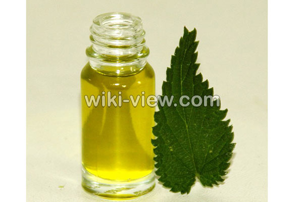 روغن گزنه, خواص روغن گزنه, مضرات روغن گزنه, طبع روغن گزنه, روغن گزنه برای مو, روغن گزنه برای پولیپ بینی, روغن گزنه برای ریش روغن گزنه, خواص روغن گزنه, مضرات روغن گزنه, طبع روغن گزنه, روغن گزنه برای مو, روغن گزنه برای پولیپ بینی, روغن گزنه برای ریش