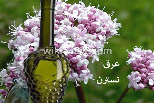 عرق نسترن, خواص عرق نسترن, مضرات عرق نسترن, طبع عرق نسترن, خواص عرق نسترن برای پوست صورت, خواص عرق نسترن در بارداری, عرق نسترن در طب سنتی, عرق نسترن برای لاغری, عرق نسترن و فشار خون عرق نسترن, خواص عرق نسترن, مضرات عرق نسترن, طبع عرق نسترن, خواص عرق نسترن برای پوست صورت, خواص عرق نسترن در بارداری, عرق نسترن در طب سنتی, عرق نسترن برای لاغری, عرق نسترن و فشار خون