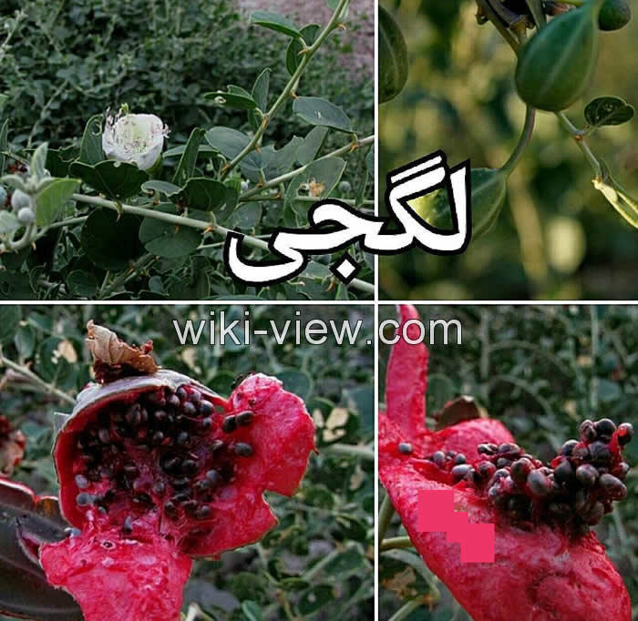 هندوانه کوهی, هندوانه وحشی کوهی, خواص هندوانه کوهی, مضرات هندوانه کوهی, طبع هندوانه کوهی, مربای هندوانه کوهی, هندوانه کوهی را چگونه مصرف کنیم, ترشی هندوانه کوهی چگونه است, هندوانه کوهی برای لاغری, عرق هندوانه کوهی برای بواسیر, قیمت هندوانه کوهی هندوانه کوهی, هندوانه وحشی کوهی, خواص هندوانه کوهی, مضرات هندوانه کوهی, طبع هندوانه کوهی, مربای هندوانه کوهی, هندوانه کوهی را چگونه مصرف کنیم, ترشی هندوانه کوهی چگونه است, هندوانه کوهی برای لاغری, عرق هندوانه کوهی برای بواسیر, قیمت هندوانه کوهی