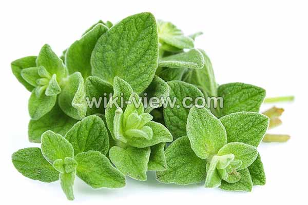 پونه, خواص پونه, مضرات پونه, طبع پونه, پونه در بارداری, خواص پونه کوهی, مضرات پونه کوهی, طبع پونه کوهی, خواص پونه برای عفونت, خواص دمنوش پونه کوهی پونه, خواص پونه, مضرات پونه, طبع پونه, پونه در بارداری, خواص پونه کوهی, مضرات پونه کوهی, طبع پونه کوهی, خواص پونه برای عفونت, خواص دمنوش پونه کوهی