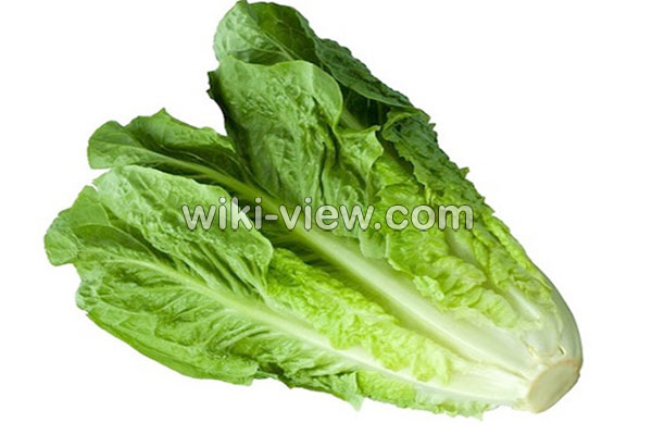 کاهو, خواص کاهو, مضرات کاهو, طبع کاهو, کاهو در بارداری, خواص کاهو در لاغری, خواص کاهو برای کبد چرب, خواص کاهو فرانسوی, خواص کاهو چینی کاهو, خواص کاهو, مضرات کاهو, طبع کاهو, کاهو در بارداری, خواص کاهو در لاغری, خواص کاهو برای کبد چرب, خواص کاهو فرانسوی, خواص کاهو چینی