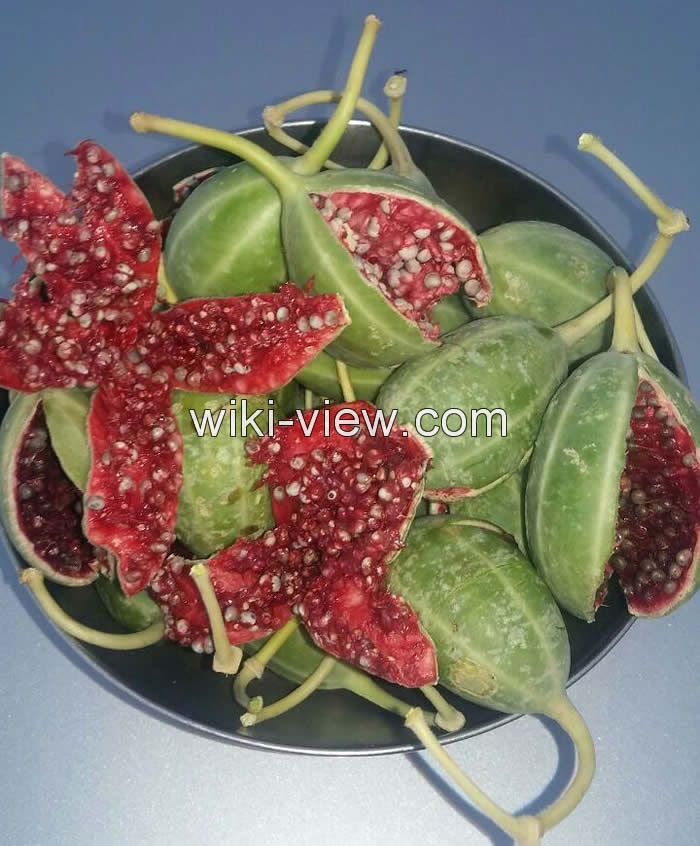 هندوانه کوهی, هندوانه وحشی کوهی, خواص هندوانه کوهی, مضرات هندوانه کوهی, طبع هندوانه کوهی, مربای هندوانه کوهی, هندوانه کوهی را چگونه مصرف کنیم, ترشی هندوانه کوهی چگونه است, هندوانه کوهی برای لاغری, عرق هندوانه کوهی برای بواسیر, قیمت هندوانه کوهی هندوانه کوهی, هندوانه وحشی کوهی, خواص هندوانه کوهی, مضرات هندوانه کوهی, طبع هندوانه کوهی, مربای هندوانه کوهی, هندوانه کوهی را چگونه مصرف کنیم, ترشی هندوانه کوهی چگونه است, هندوانه کوهی برای لاغری, عرق هندوانه کوهی برای بواسیر, قیمت هندوانه کوهی