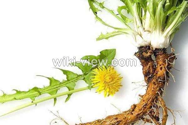 ریشه قاصدک, ریشه قاصدک برای چی خوبه, مضرات ریشه قاصدک, ریشه قاصدک برای لاغری, چای ریشه قاصدک برای چی خوبه, ریشه قاصدک برای چاقی, ریشه قاصدک و سرطان, تنتور ریشه قاصدک, مصرف ریشه قاصدک در بارداری ریشه قاصدک, ریشه قاصدک برای چی خوبه, مضرات ریشه قاصدک, ریشه قاصدک برای لاغری, چای ریشه قاصدک برای چی خوبه, ریشه قاصدک برای چاقی, ریشه قاصدک و سرطان, تنتور ریشه قاصدک, مصرف ریشه قاصدک در بارداری