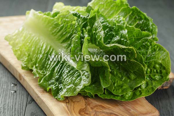 کاهو, خواص کاهو, مضرات کاهو, طبع کاهو, کاهو در بارداری, خواص کاهو در لاغری, خواص کاهو برای کبد چرب, خواص کاهو فرانسوی, خواص کاهو چینی کاهو, خواص کاهو, مضرات کاهو, طبع کاهو, کاهو در بارداری, خواص کاهو در لاغری, خواص کاهو برای کبد چرب, خواص کاهو فرانسوی, خواص کاهو چینی